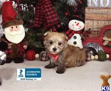 mixed breed puppy posted by little paws kennel